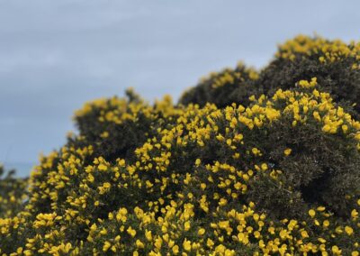 IMG 0916 400x284 - Wycieczka kulturowo-językowa do Irlandii i Irlandii Płn. | 2024