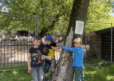 IMG 8285 400x284 - Mentisowe zerówki w warszawskim ZOO